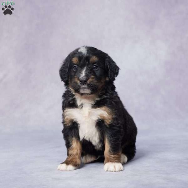 Alan, Mini Bernedoodle Puppy